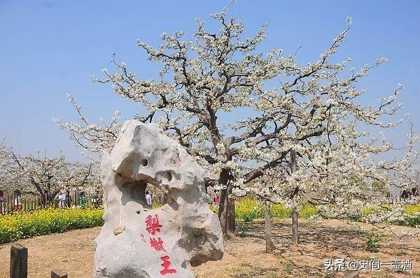 山东一县，有第一梨树王，柳林花鼓独一无二，郎庄面塑是中国一绝