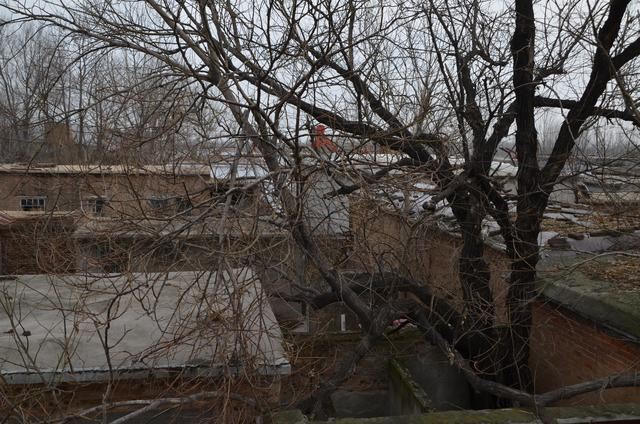 山东茌平：南王村有棵200多年的槐树---刘加明，王延印