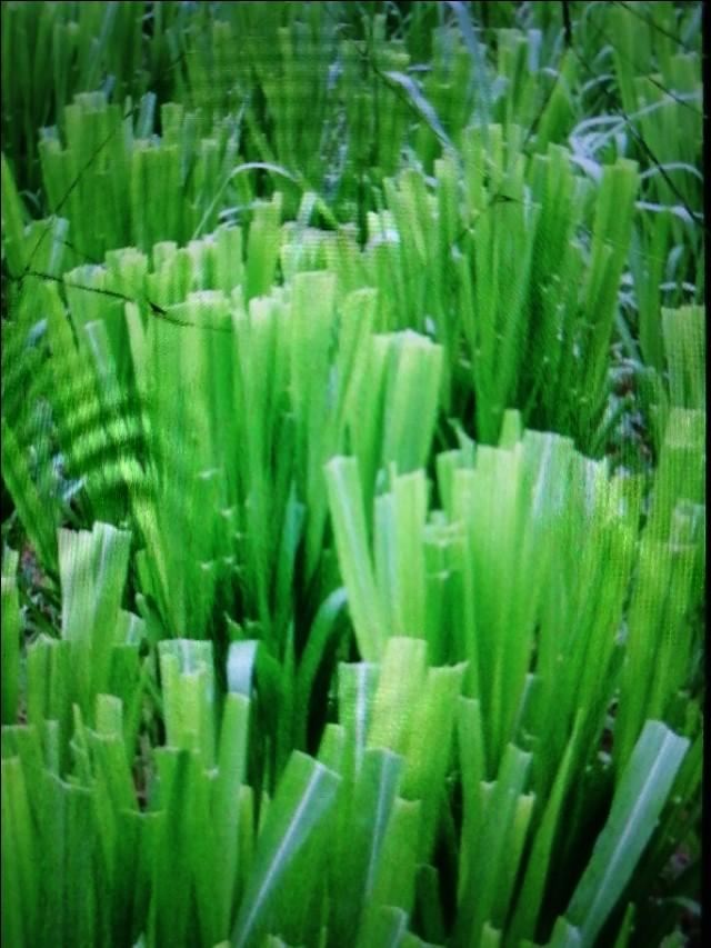 它亩产量高达两吨以上，它被誉为“草王”，它的名字叫皇竹草