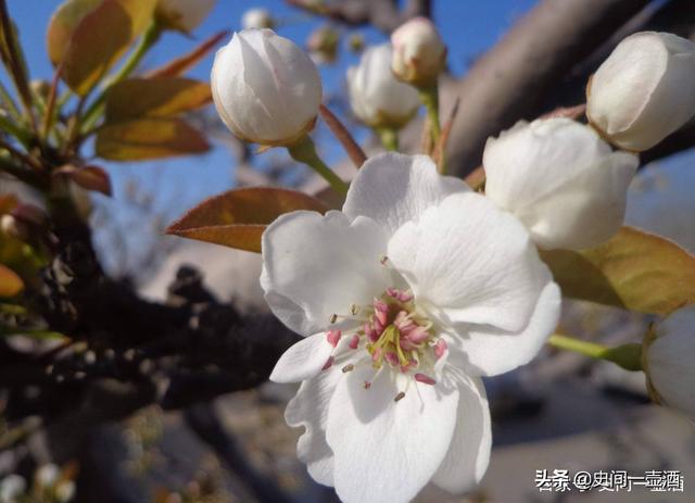 山东一县，有第一梨树王，柳林花鼓独一无二，郎庄面塑是中国一绝