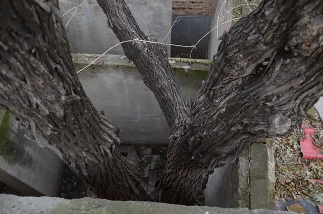 山东茌平：南王村有棵200多年的槐树---刘加明，王延印