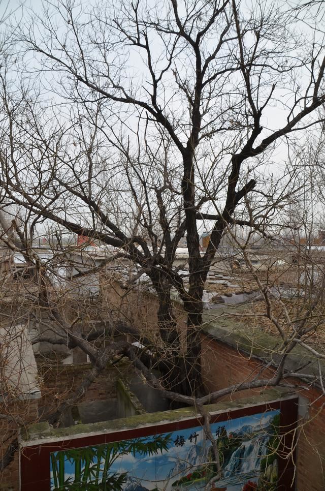 山东茌平：南王村有棵200多年的槐树---刘加明，王延印