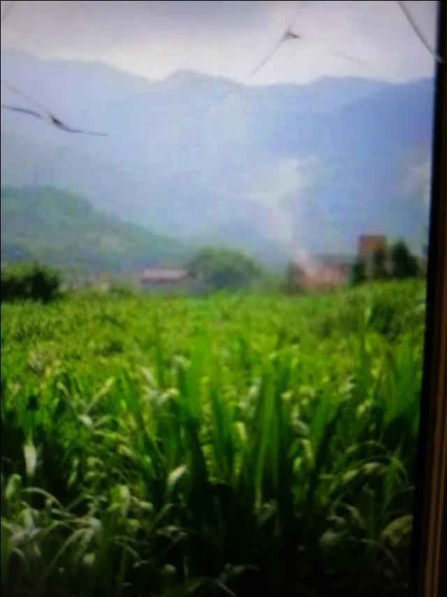 它亩产量高达两吨以上，它被誉为“草王”，它的名字叫皇竹草