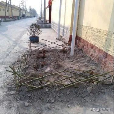 茌平区冯屯镇：抢抓春时 恢复生产