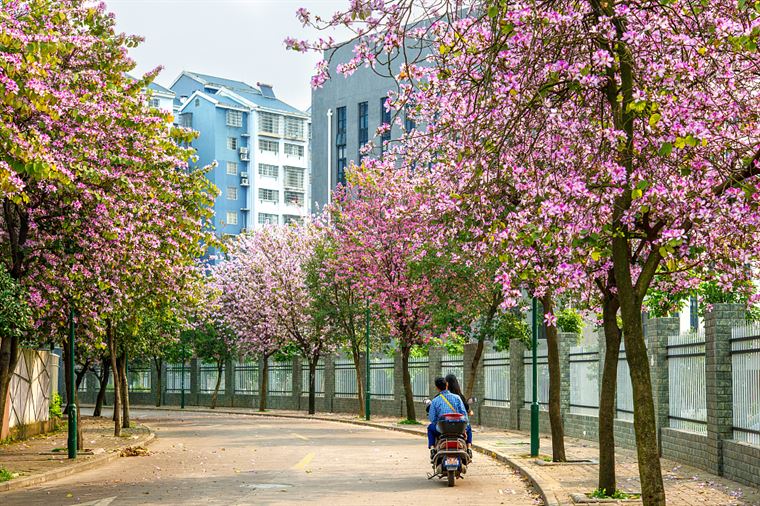 “寻香地图”上线，追逐各城春日里的花花世界
