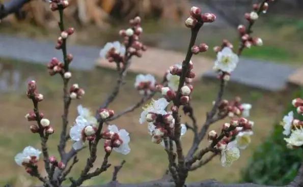 5种本木花卉,随便在家养一盆,瞬间提升档次 5种本木花卉,随便在家养一盆,瞬间提升档次