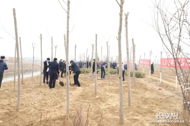 饶阳县计划造林面积9000亩 全面掀起春季绿化热潮