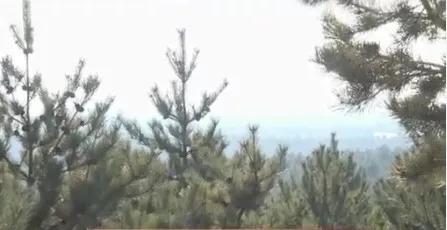 守好生态林 端牢“绿饭碗” 守好生态林 端牢“绿饭碗”