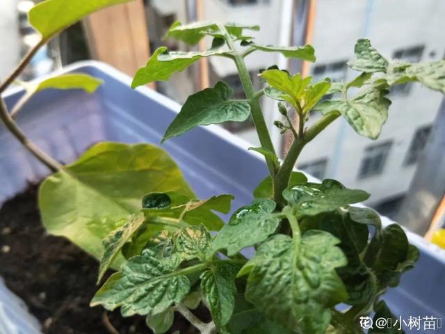 10种花，3月播种长最快，晚了还要等半年