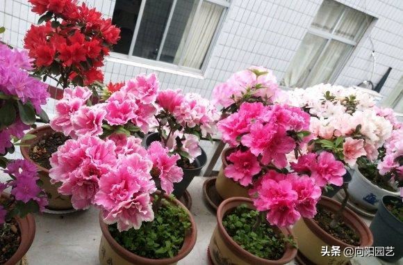 杜鹃狂掉叶子，改善这“2处”，新叶新芽呼呼冒，红花开满盆