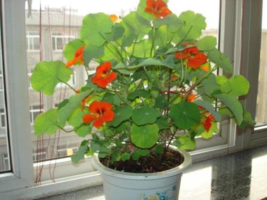 这花真会演戏，看叶子圆滚滚以为是铜钱草，没想到养久了开莲花