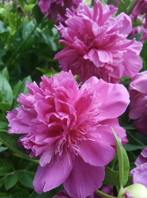 中国人特喜欢的“10种花”，家里养1种，富贵满堂迎好运