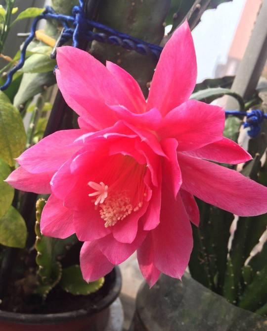 邻居养的令箭荷花，每次都能开20朵，到底咋养的