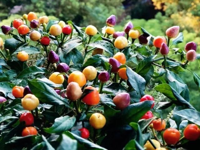 10种花，3月播种长最快，晚了还要等半年
