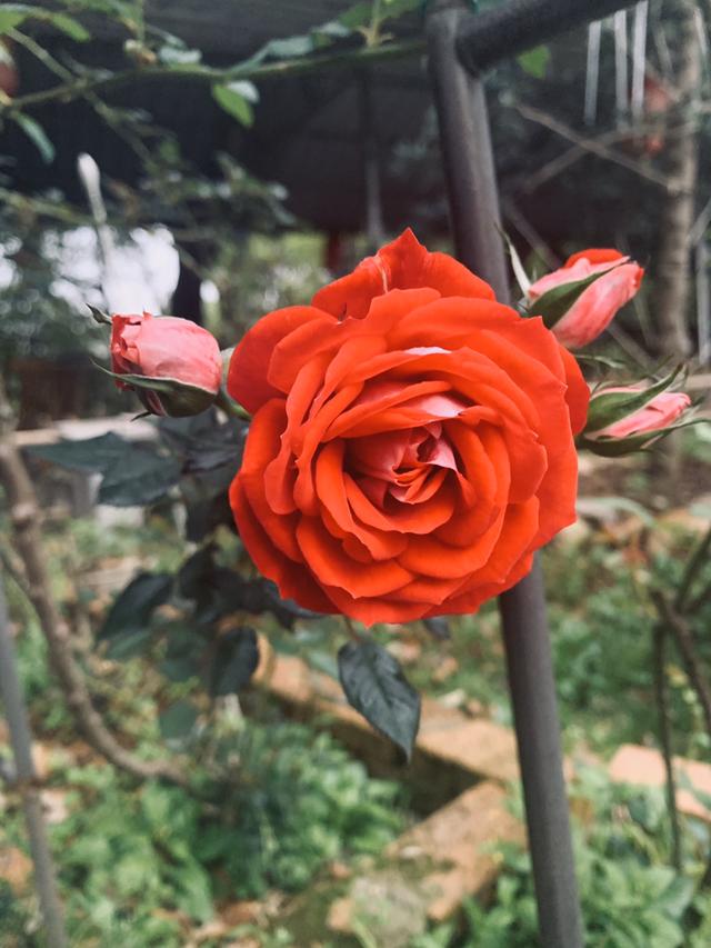 中国人特喜欢的“10种花”，家里养1种，富贵满堂迎好运