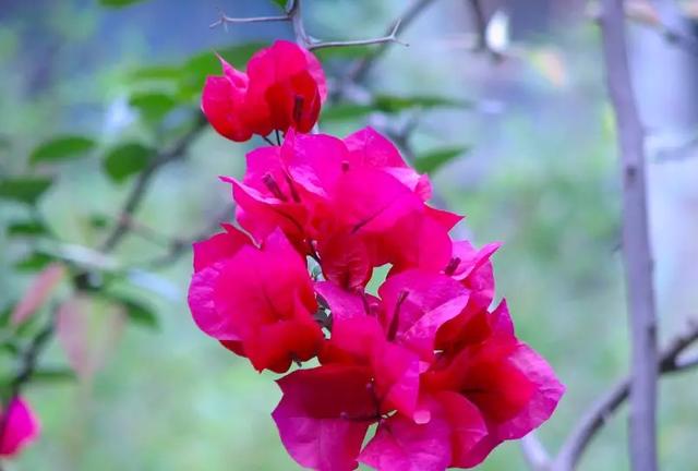 5种本木花卉,随便在家养一盆,瞬间提升档次 5种本木花卉,随便在家养一盆,瞬间提升档次