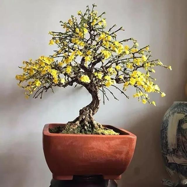 这五种花开了，预示着春回大地，花开时繁花满枝，五彩斑斓