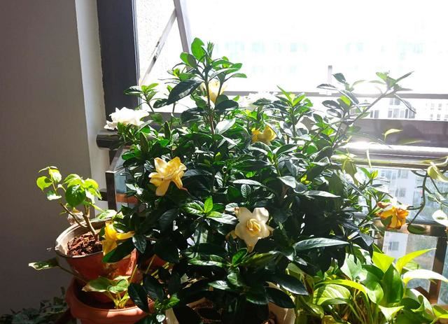 家里这花太神奇，开花后会变颜色，跟颜料染过似的