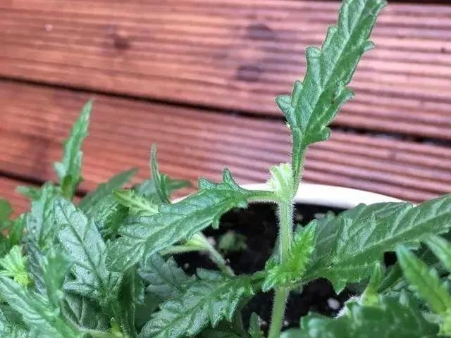 10种花，3月播种长最快，晚了还要等半年