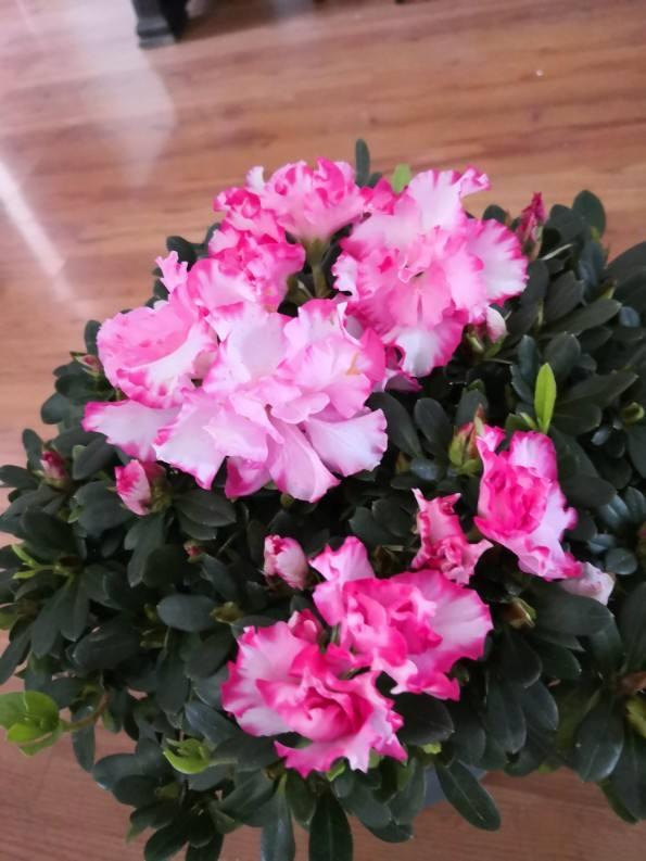 他家杜鹃一到春节就开成花海，就是这么养出来的，好简单