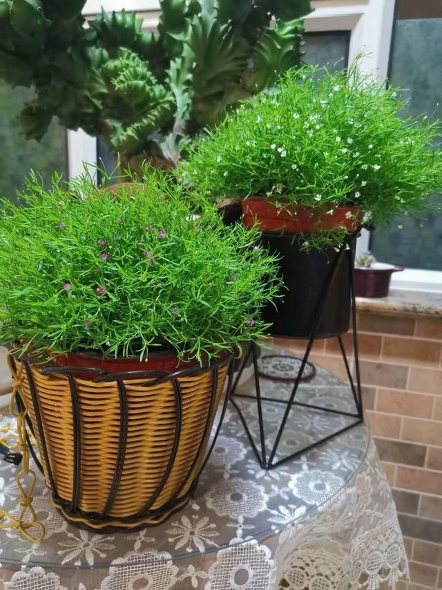 养这花不占地，盆盆开爆，阳台再小也能变花海