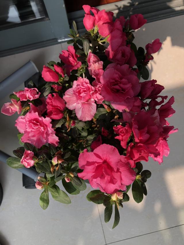 他家杜鹃一到春节就开成花海，就是这么养出来的，好简单