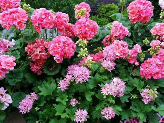 10种花，3月播种长最快，晚了还要等半年