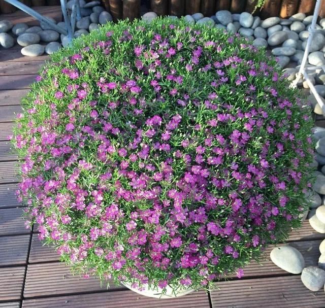 养这花不占地，盆盆开爆，阳台再小也能变花海