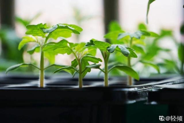 10种花，3月播种长最快，晚了还要等半年