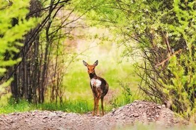 生态保护｜干旱大地变绿洲