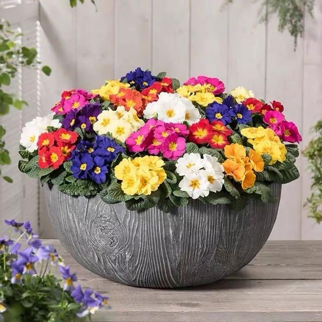 这五种花开了，预示着春回大地，花开时繁花满枝，五彩斑斓