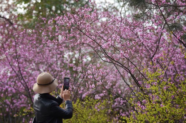 西安：春花春景春意浓