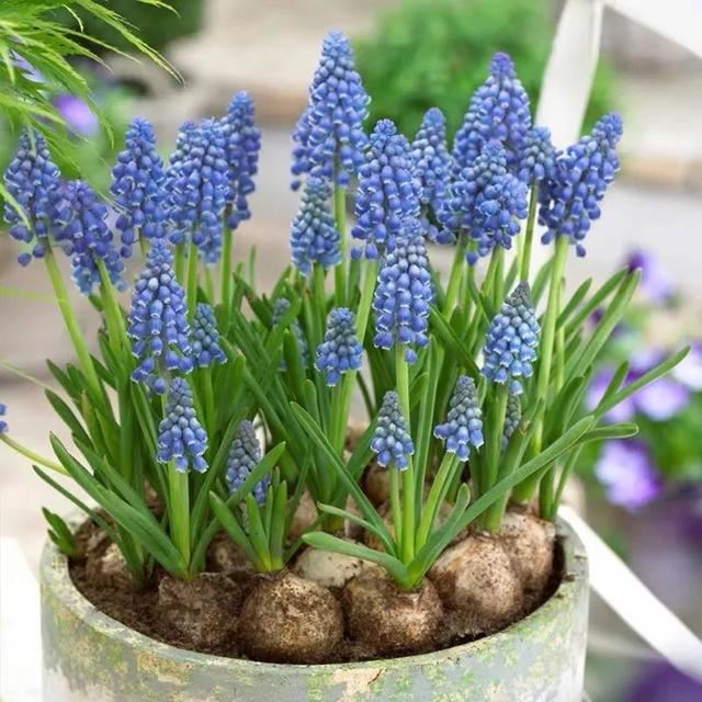 这五种花开了，预示着春回大地，花开时繁花满枝，五彩斑斓