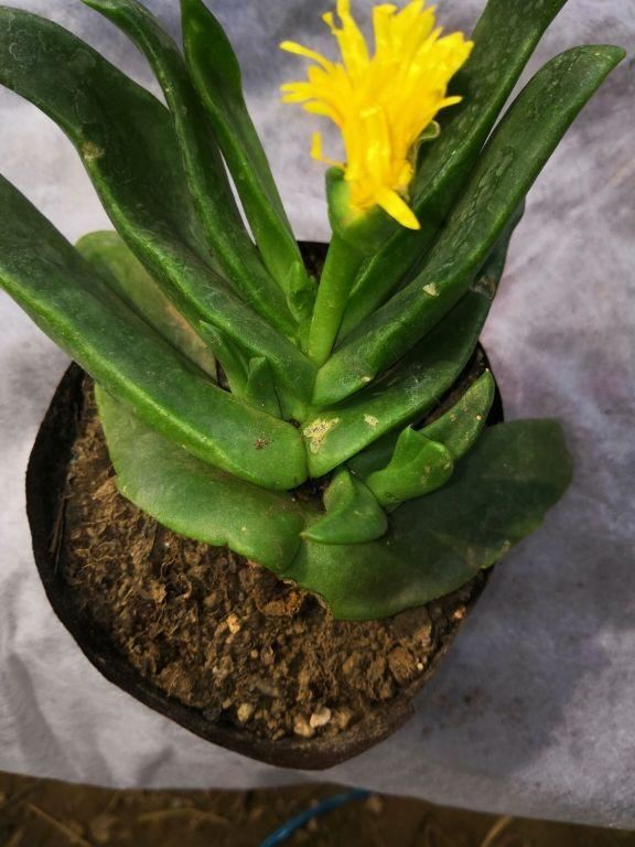 令箭荷花是一种非常招人喜欢的花卉，他不开花的时候，叶子就像个令箭，看起来也没什么特别吸引人的地方，但是只要一开花，就特别没，花型艳丽，花色还漂亮，像是荷花一样，所以取名为令箭荷花。    邻居养的令箭荷花，每次都能开20朵，到底咋养的？   以前令箭荷花养的人并不是很多，现在越来越多人喜欢养了，一些年轻人也慢慢发现了令箭荷花的美。令箭荷花养好了，开花会特别多，今天花花整理了一套令箭荷花的养护要点，喜欢它的花友可以收藏下来好好学一下哦~    邻居养的令箭荷花，每次都能开20朵，到底咋养的？   1、土壤要