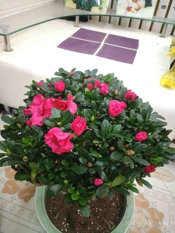 他家杜鹃一到春节就开成花海，就是这么养出来的，好简单