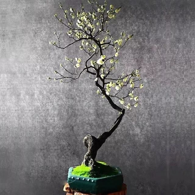 这五种花开了，预示着春回大地，花开时繁花满枝，五彩斑斓