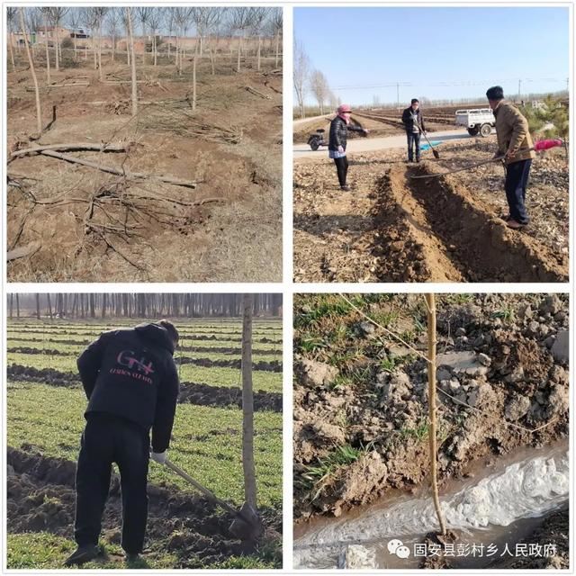 忙乘东风去造林——彭村乡抢抓时节迅速掀起造林热潮