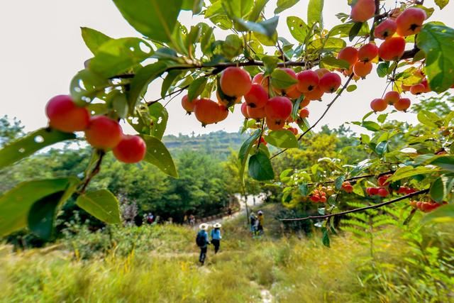 山西打造森林乡村以“绿”促“兴”