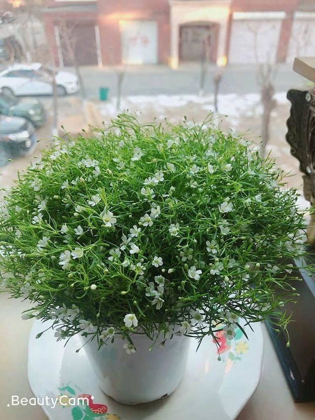 养这花不占地，盆盆开爆，阳台再小也能变花海