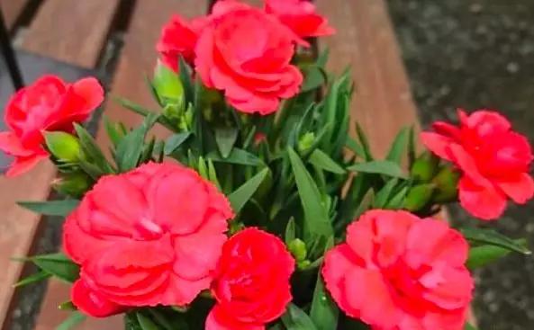 5种本木花卉,随便在家养一盆,瞬间提升档次 5种本木花卉,随便在家养一盆,瞬间提升档次