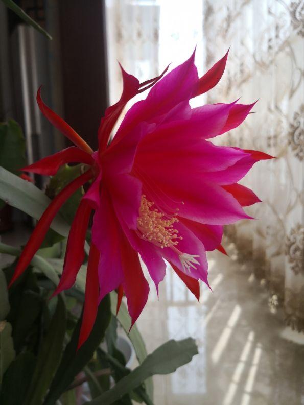 邻居养的令箭荷花，每次都能开20朵，到底咋养的