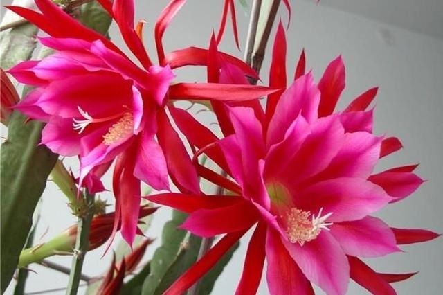 邻居养的令箭荷花，每次都能开20朵，到底咋养的
