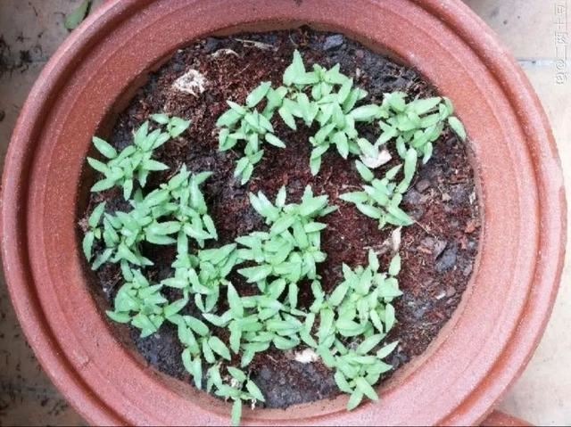 10种花，3月播种长最快，晚了还要等半年