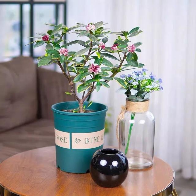 这五种花开了，预示着春回大地，花开时繁花满枝，五彩斑斓