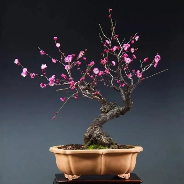 这五种花开了，预示着春回大地，花开时繁花满枝，五彩斑斓