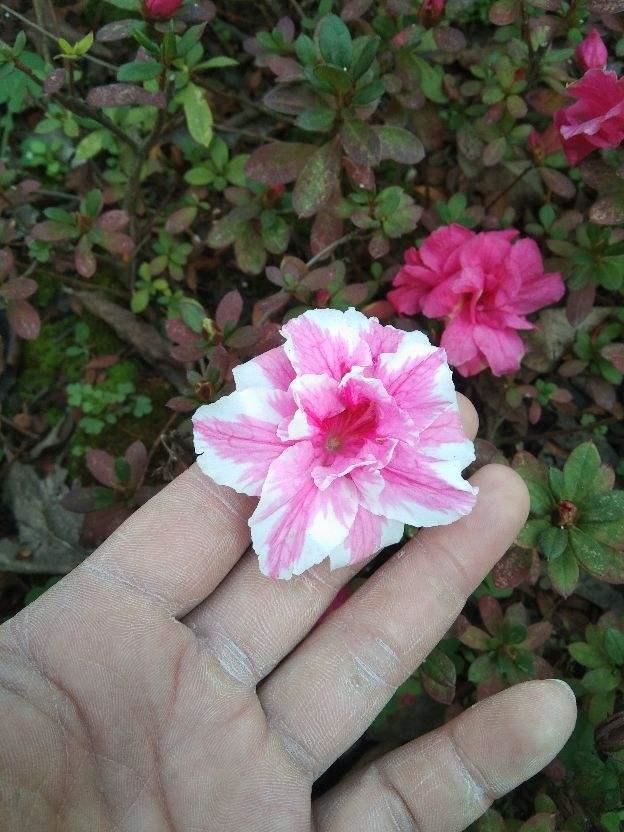他家杜鹃一到春节就开成花海，就是这么养出来的，好简单