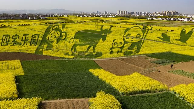 “秦岭四宝”“现身”万亩油菜花海