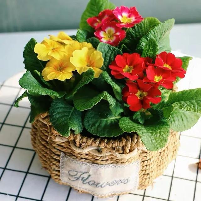 这五种花开了，预示着春回大地，花开时繁花满枝，五彩斑斓