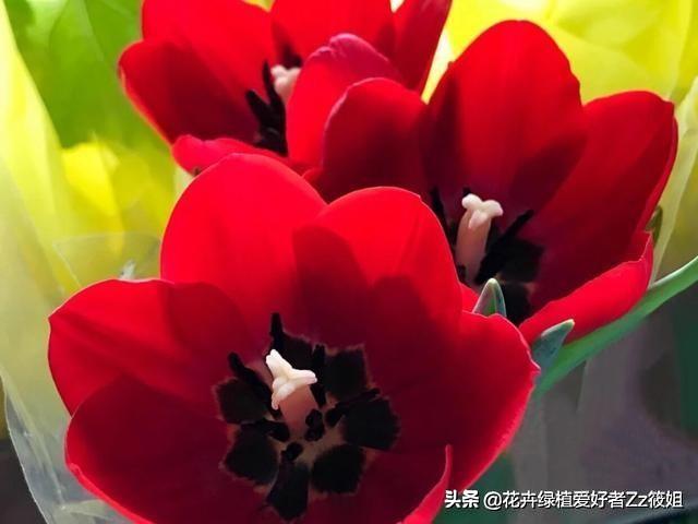 郁金香家庭养护小百科