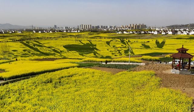 “秦岭四宝”“现身”万亩油菜花海